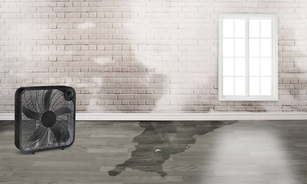 Best Carpet water damage restoration  in Lockport Heights, LA